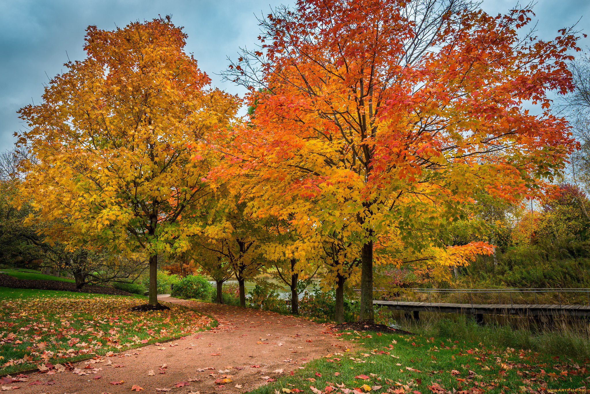 Картинки деревьев осенью. Клен остролистный парк осенью. Дерево осенний кленовый клен. Дерево клен осенью. Осенний парк.